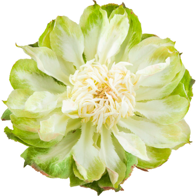 Rose Veggie 60cm Rprima