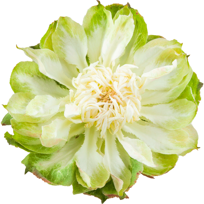 Rose Veggie 50cm Rprima