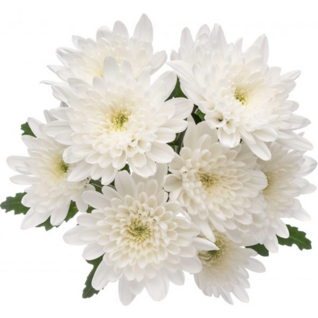 Pom Cushion Maisy White BM