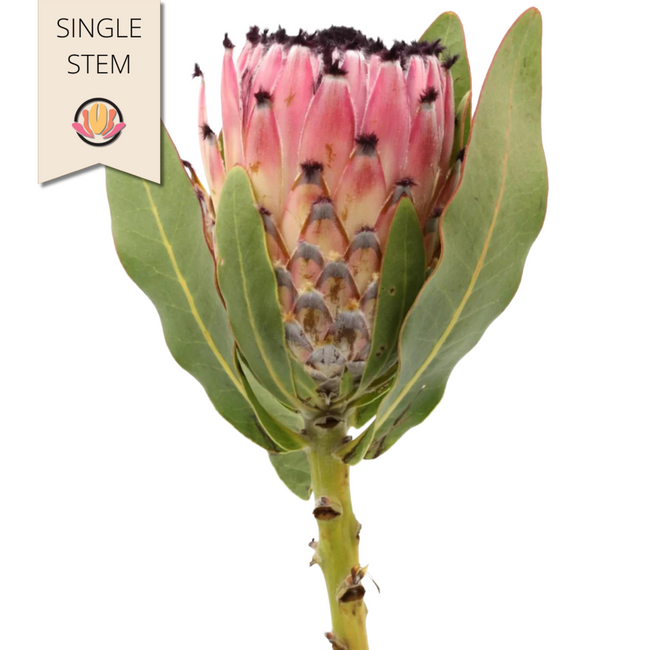 Protea Pink tutuli(STEM) - TR PRO PINK TUT