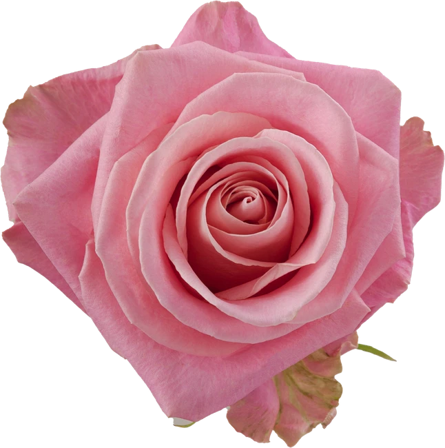 Rose Hermosa 50cm Toscana