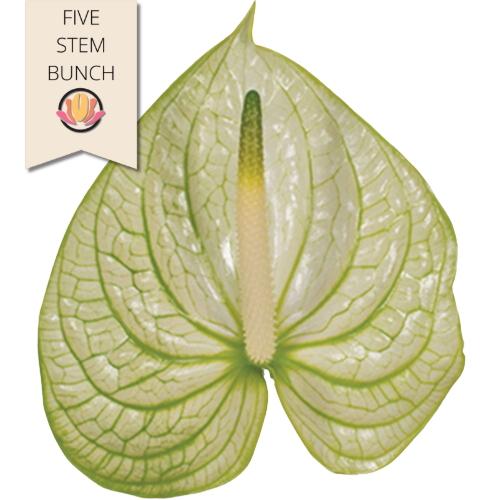 Anthurium Extase Small (x5 stems) canada