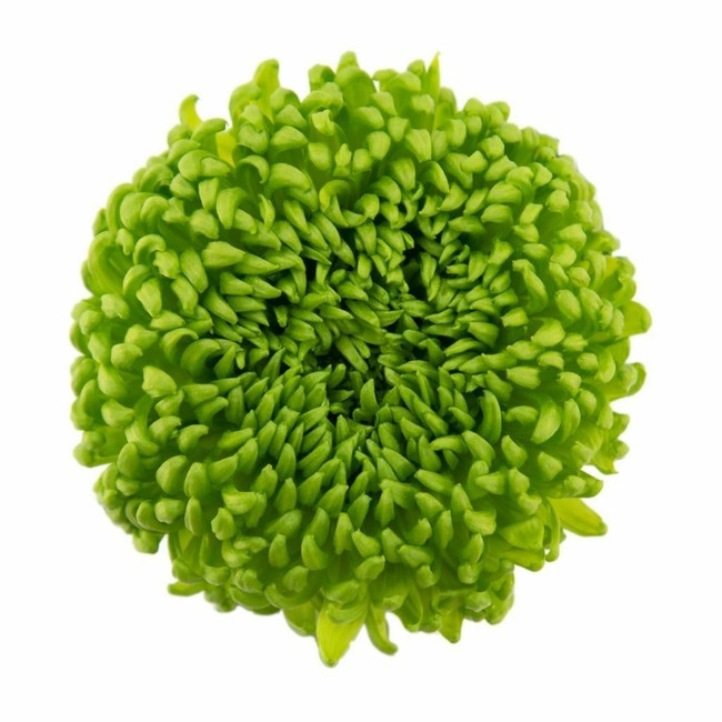 Mum Disbud Ball Green bmark(10