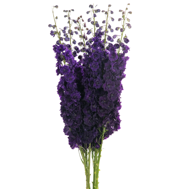 Delph Black Velvet valleflor 110cm (5st)