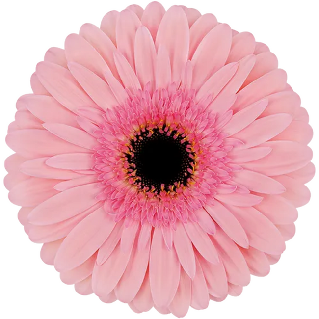 Gerber Monroe Pink RF