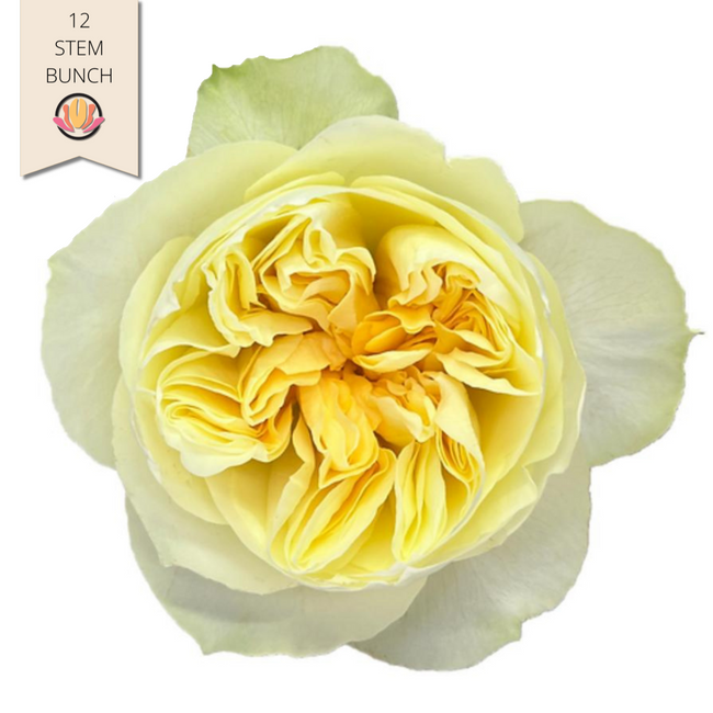 Garden Rose Antonia 40cm Flore