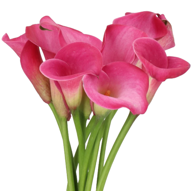 Calla Pink Jewel holl