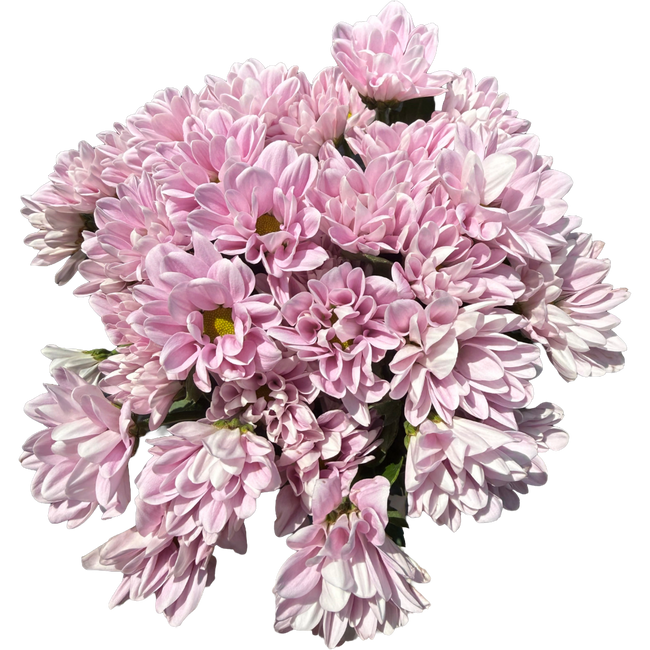 Pom Daisy Aquarel LtPink SOLE