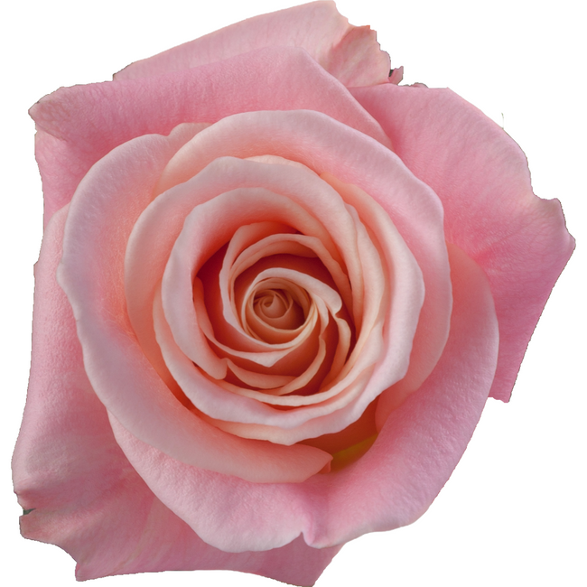 Rose Miss Piggy 60cm Rprima