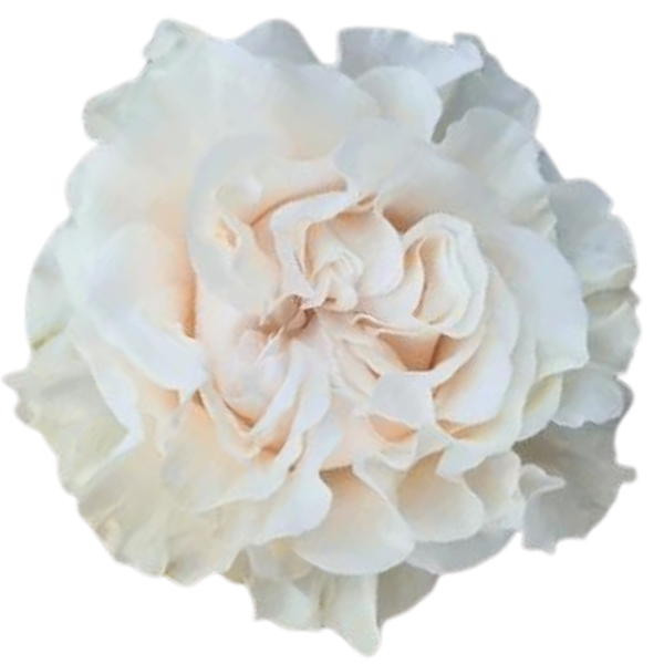 Rose Cotton X-Pression 50cm Rp