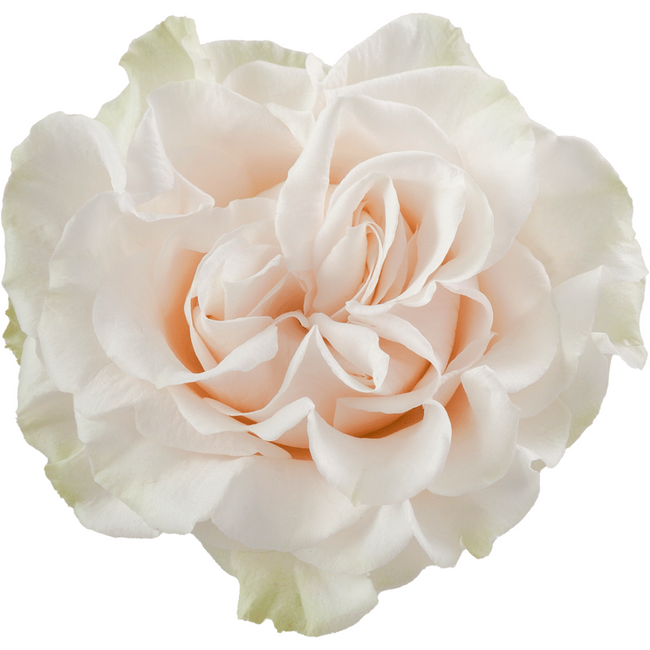 Rose Cotton X-Pression 50cm Rp