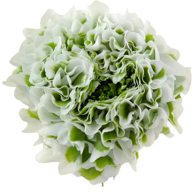 Ranunculus PonPon White rprima