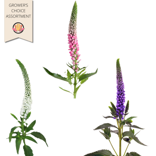 Veronica Asst(14case)fc