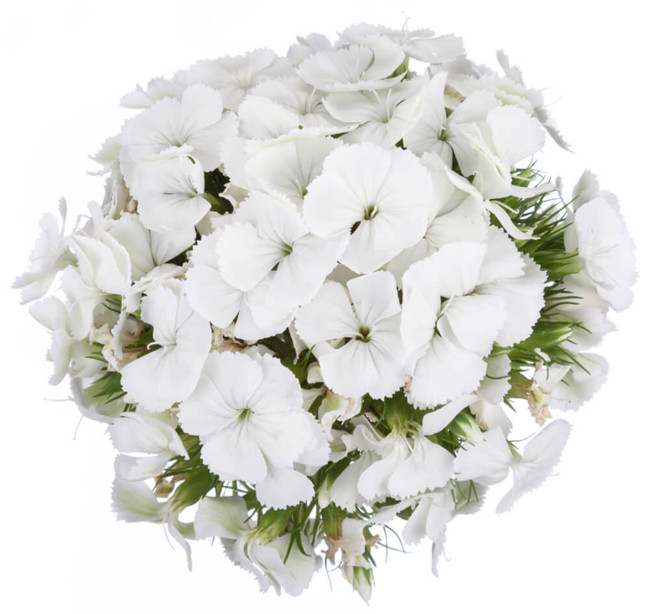 Dianthus Ball White bmark