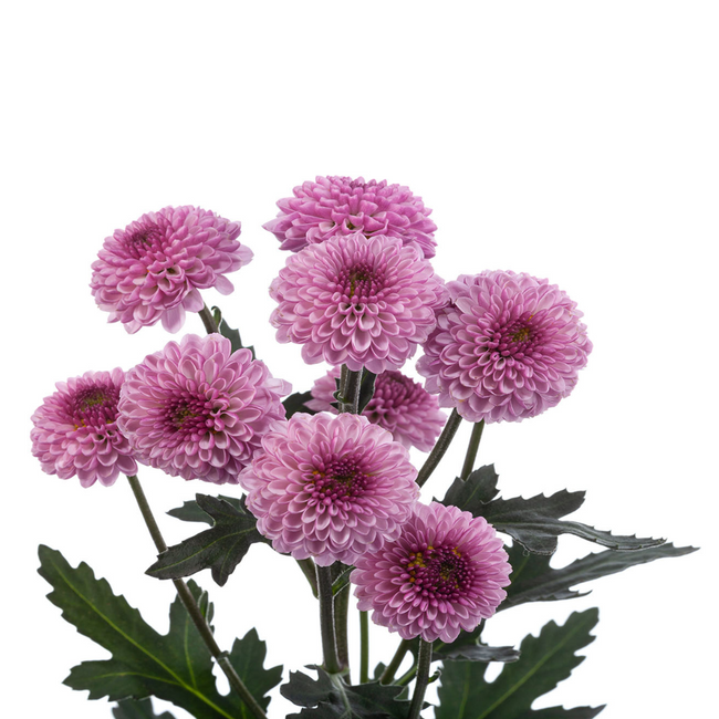 Pom Button Roselle Lav SOLE