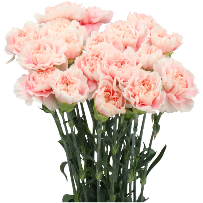 Carn Sel Altair holex