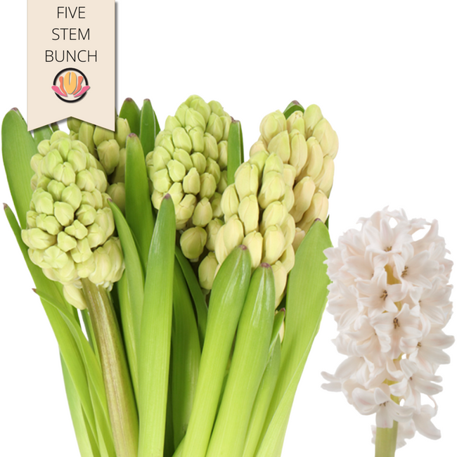 Hyacinth China Pink holl