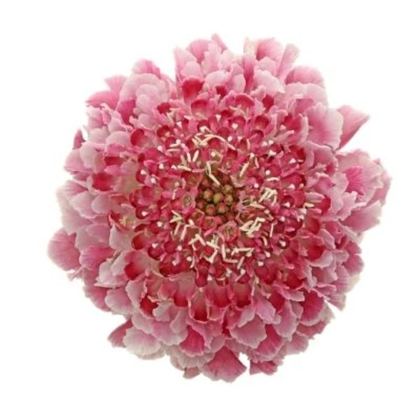 Scabiosa Cotton Candy 60cm bel