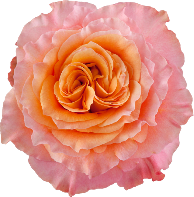 Rose Free Spirit 60cm Sunrite