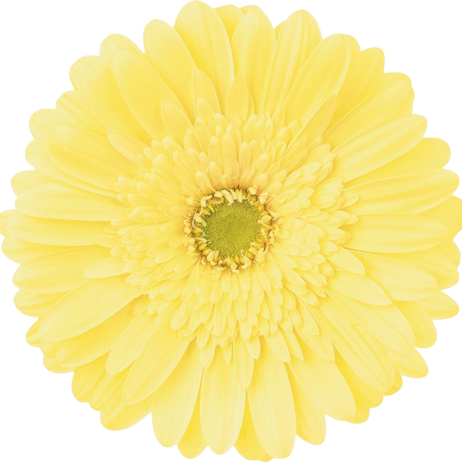 Gerbera Passito Cream, Rosaflora