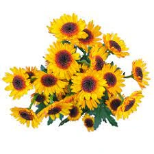 Pom Novelty Daisy Sundi RIO