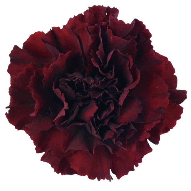 Carn. Sel. Burgundy (25st) bmark