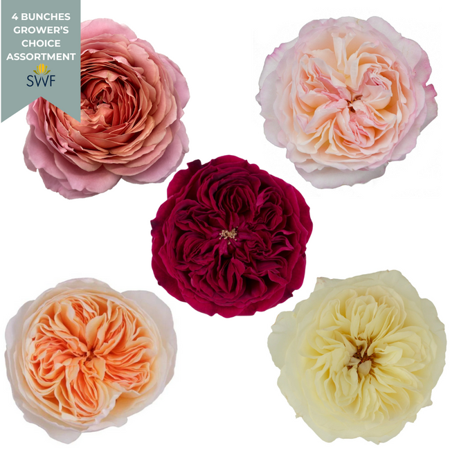 Garden Rose 4bu Mix Rprima