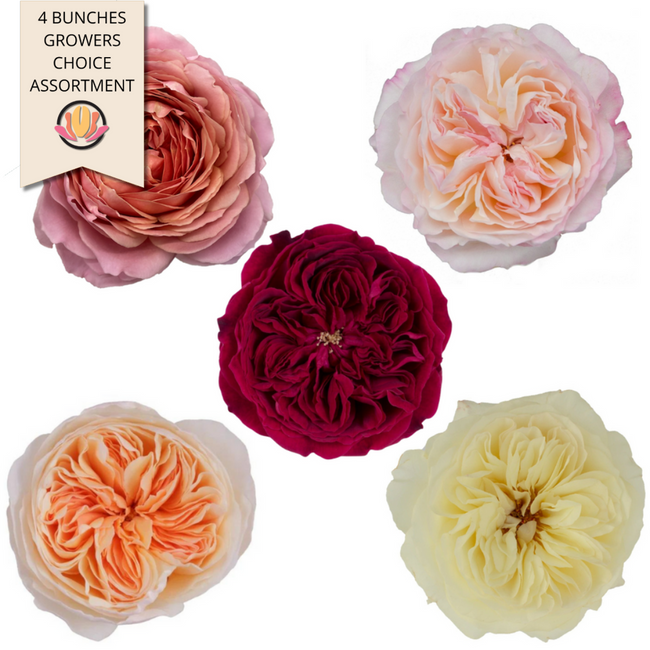 Garden Rose 4bu Mix Rprima