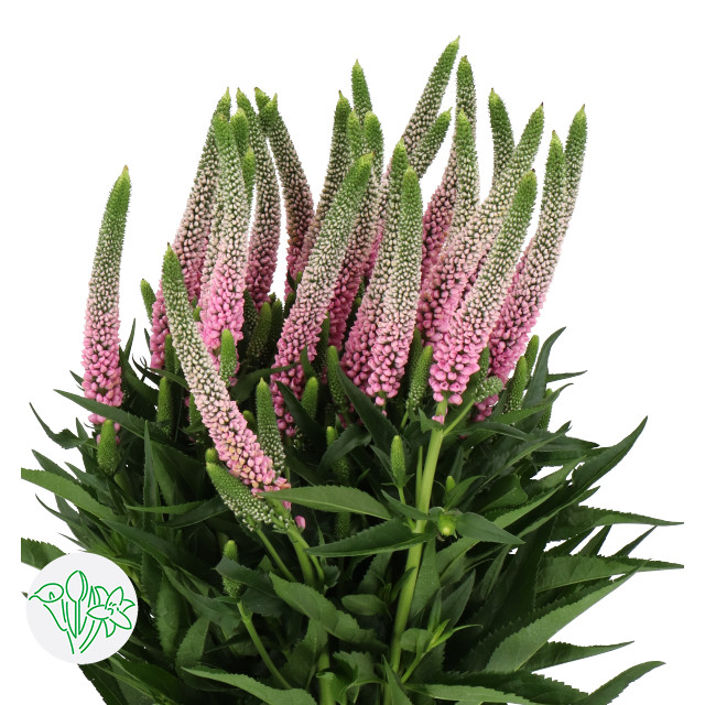 Veronica Cle Rosswith holl