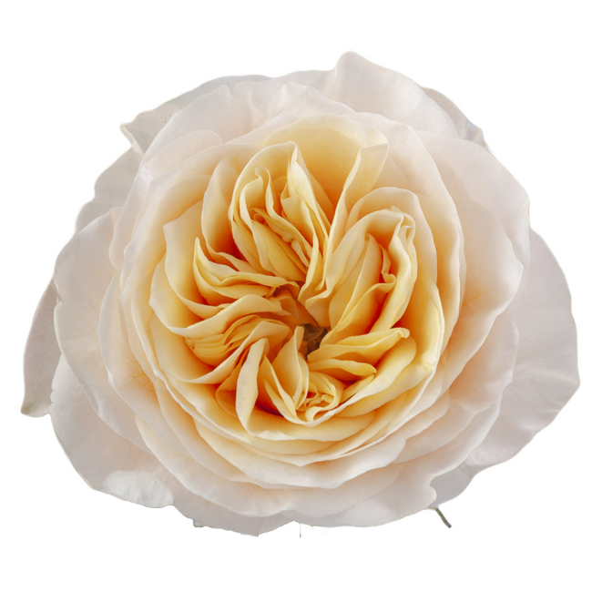 Rose King Cross 70cm rprima