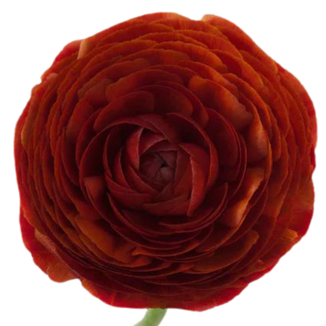 Ranunculus Cioccoluto rprima