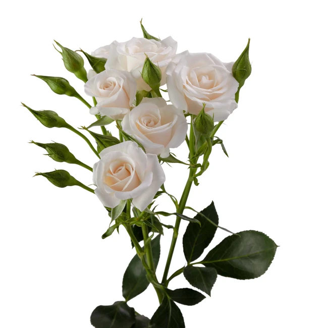 Rose Spray White Maj. RFI