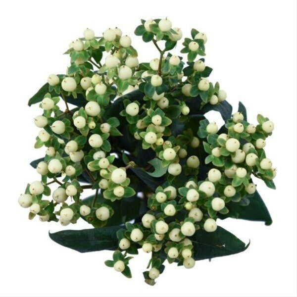 Hypericum Cool Romance 60cm be