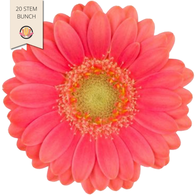 Germini Piccolini Micro Quick