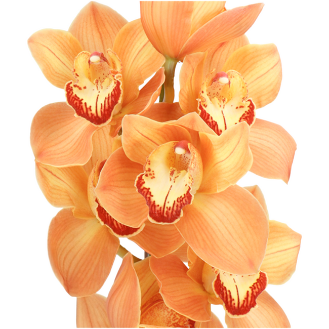 Cymbidium Arancia holl(STEM)