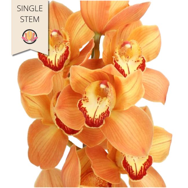 Cymbidium Arancia holl(STEM)