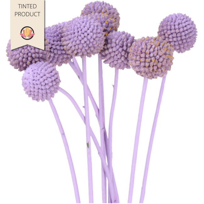 Craspedia Dyed Lavender, Holex