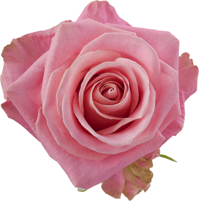 Rose Hermosa 60cm toscana