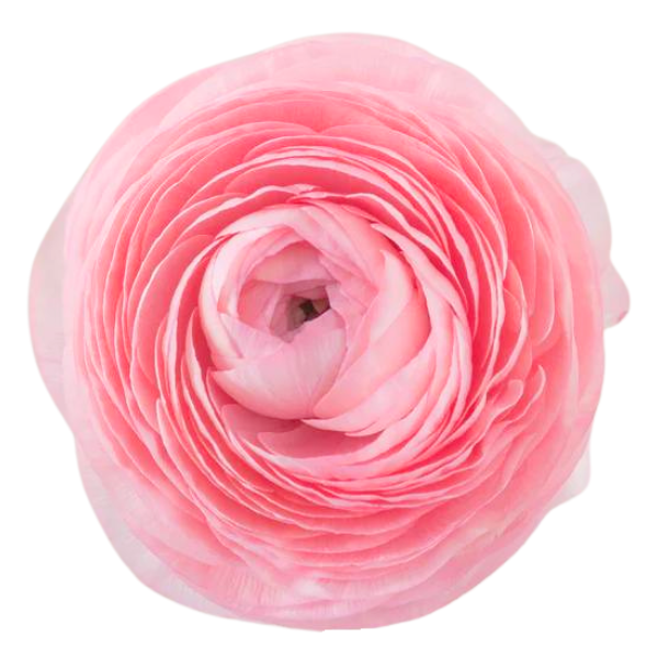 Ranunculus Cloni Success Nuance