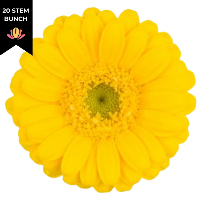 Germini Micro Piccolini Sunny