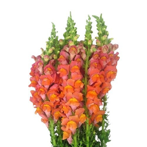Snapdragons Orange hendricks