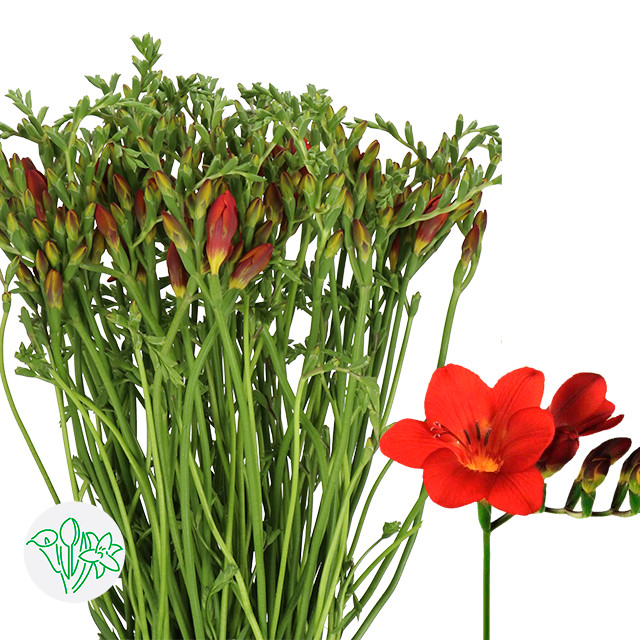 Freesia Red holl