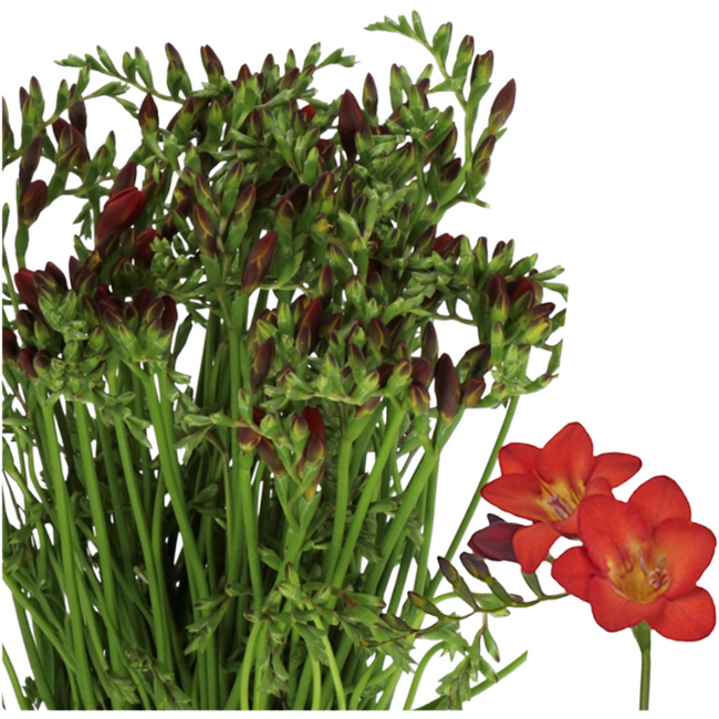 Freesia Red holl