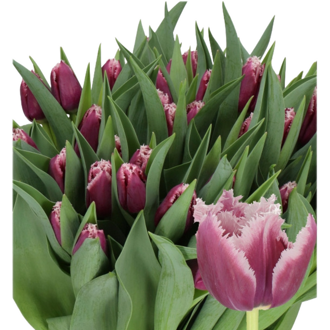 TulipFrill Purple/White, Holex