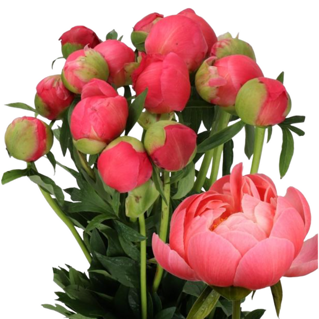 Peony Coral Charm, Arlotti