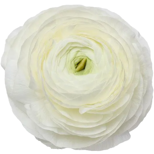 Ranunculus Cloni Iceburg rio s
