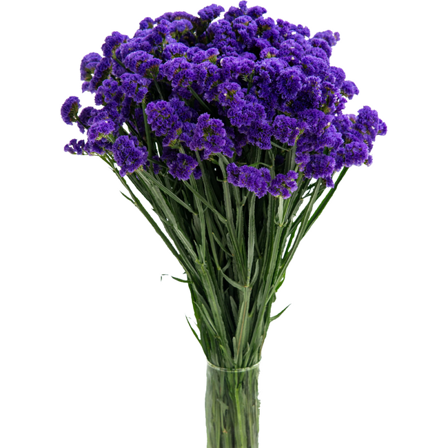 Statice Carnival Purple valleflor