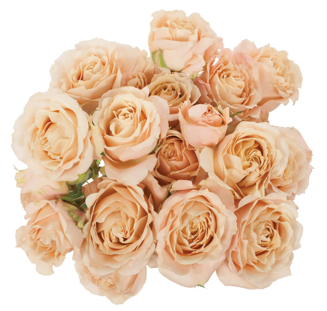 RoseSpray Bali fresca - SR BALI FRES