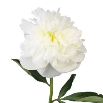 Peony Duchess Nemour arlotti