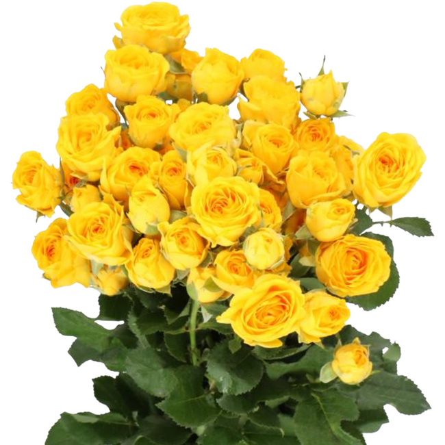 RoseSpray Ramona holl(yellow)